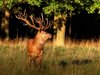 Stag - HDR