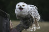 Snowy owl 01