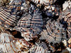 Sea Shells