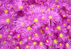 Pink explosion