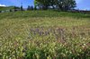 Wild flower meadow 2