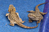 bearded dragons
