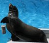 seal