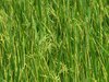Paddy Crop