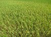 Paddy Crop