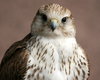Saker Falcon