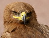 Steppe Eagle