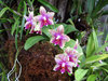 Orchid