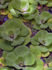 Water Plants
