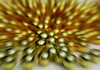 golden motion
