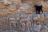 Mountain Goat