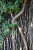 Vine