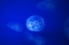 gorgeous jellyfish