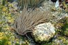 Anemonae 2