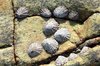 Limpets