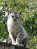 cat on roof