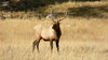 Elk