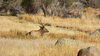 Elk