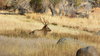 Elk