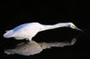 Snowy Egret