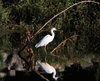 Snowy Egret