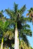 Palms