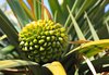 Cones