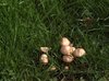 Fungus