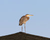 Bird House