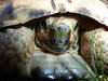 Tortoise 3