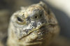 Tortoise 1