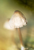 Small mushroom