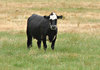 beef cattle
