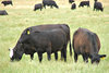 beef cattle