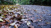 Fallen Leaves 3