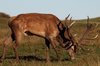 Stag
