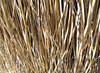 dried strands