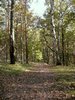 Autumn forest 2