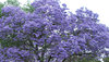 Jacaranda purple