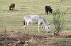 mule and friends