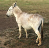 mule and friends