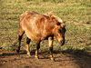pony power