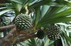 Screwpine tree with fruit