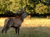 Roaring stag