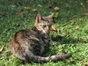 cat in autumn