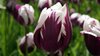 Keukenhof