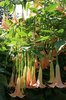 Angel's Trumpets