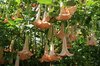 Angel's Trumpets