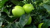 Apples