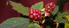 Blackberries